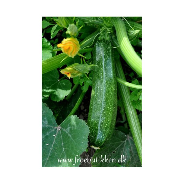 Courgetter. Black beauty. ID1974-1788. Fr.