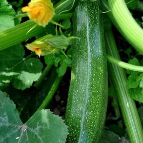 Courgetter fr�. Black beauty. Cucurbita pepo, XL pose. Ca. 260 fr�.