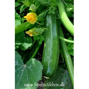 Courgetter. Black beauty. Cucurbita pepo,Fr