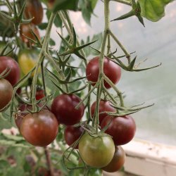 Tomat fr�. Black cherry. Solanum lycopersicum. Ca. 12 �kologiske fr�