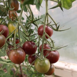 Tomat fr�. Black cherry. Solanum lycopersicum. Ca. 12 �kologiske fr�