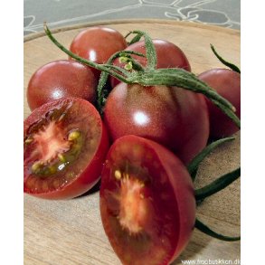 Tomat. Black cherry. Solanum lycopersicum. Fr.