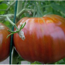 Tomat. Black from Tula. Solanum lycopersicum. Fr.