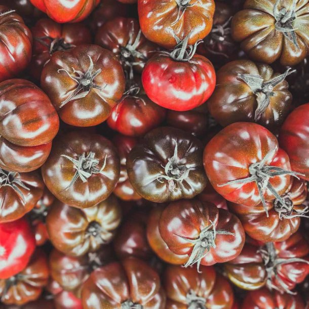 Tomat fr�. Black krim. Solanum lycopersicum. Ca. 10 fr�
