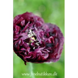 Opiumvalmue. Black paeony. Papaver somniferum. Fr