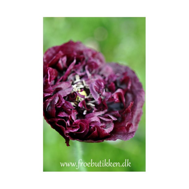Opiumvalmue. Papaver somniferum. Black paeony. Fr