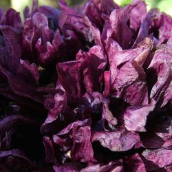 Opiumvalmue fr�. Black paeony. Papaver somniferum. Ca. 2025 Fr�