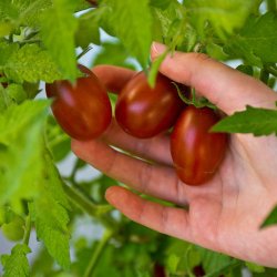 Tomat fr�. Black plum. Solanum lycopersicum. Ca. 13 fr� 