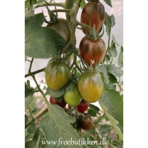 Tomat. Black plum. Solanum lycopersicum. Fr.