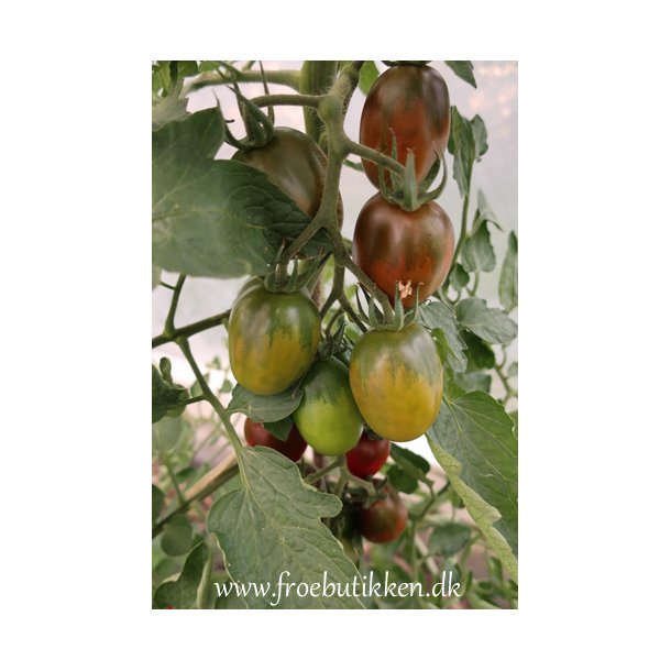 Tomat. Black plum. ID1981-0175. Fr.