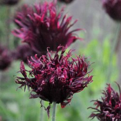 Opiumvalmue fr�. Black swan. Papaver somniferum. Ca. 2025 Fr�