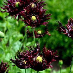 Opiumvalmue fr�. Black swan. Papaver somniferum. Ca. 2025 Fr�
