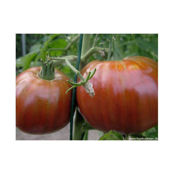 Tomat. Black from Tula. Solanum lycopersicum. Fr.