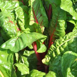 Bladbeder fr. Rainbow mixed. Beta vulgaris L. var. cicla.  Ca. 270 Fr.