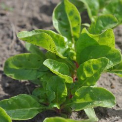 Bladbeder. Peppermint. Beta vulgaris L. var. cicla. Fr