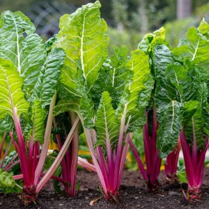 Bladbeder. Peppermint. Beta vulgaris L. var. cicla. Fr
