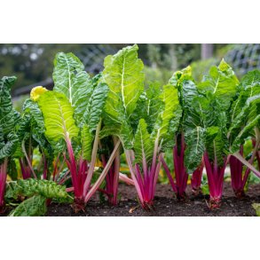 Bladbeder. Peppermint. Beta vulgaris L. var. cicla. Fr