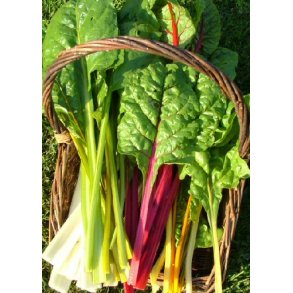 Bladbeder Rainbow mixed. Beta vulgaris L. var. cicla.  Fr.