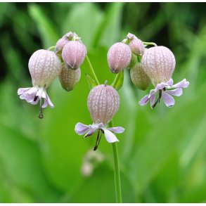 Blresmlde. Silene vulgaris. Fr