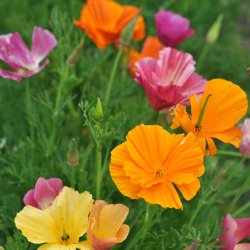 Guldvalmuer fr�. Mission bells. Eschscholzia californica. XL pose. Ca. 31000 Fr�.