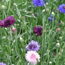 Kornblomster fr�. Polka dot. Centaurea cyanus. XL pose. Ca. 19000 Fr�