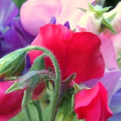�rteblomster fr�. Mix. Lathyrus odoratus. Ca. 35 �kologiske fr�.