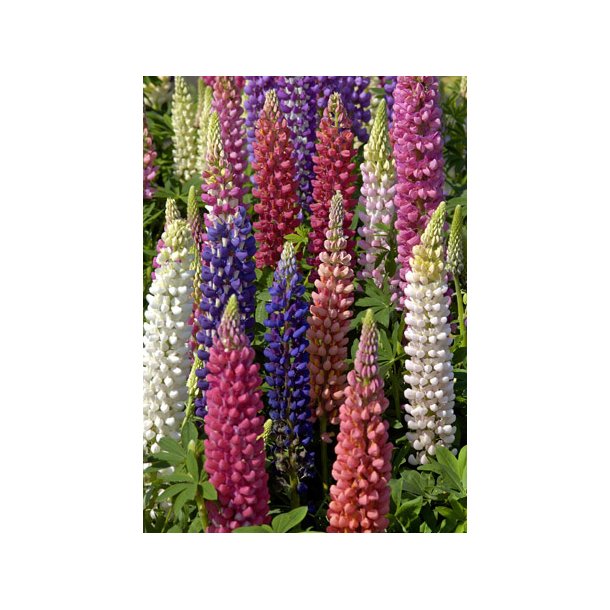 Lupiner. Russels hybrid mix. Hj. Lupinus polyphyllus.  Fr.