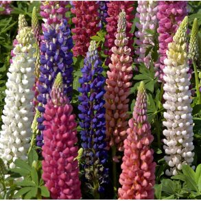 Lupiner. Russel Strain. mix. Hj. Lupinus polyphyllus.  Fr.
