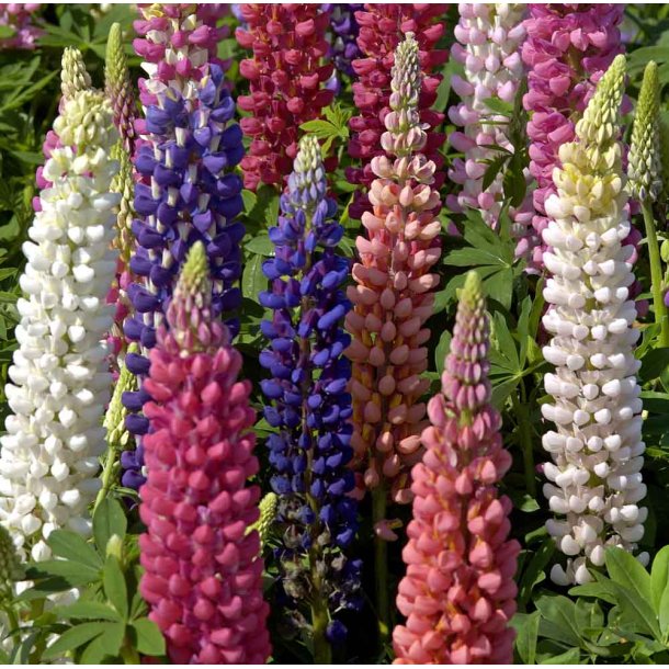 Lupiner. Russel Strain. mix. Hj. Lupinus polyphyllus.  Fr.