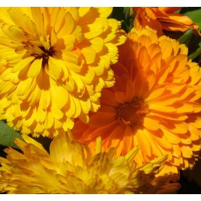 Morgenfrue. Mix. Calendula officinalis. Fr.