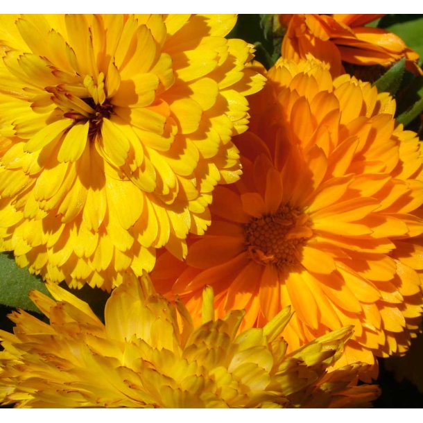 Morgenfrue. Mix. Calendula officinalis. Fr.