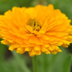 Morgenfrue fr. Pacific beauty. Calendula officinalis. Ca. 180 kologiske fr