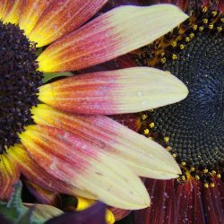 Solsikke fr�. Autumn beauty. Helianthus annuus.  XL pose. Ca. 1800 Fr�.