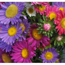 Sommerasters. Single mixed. Callistephus chinensis. Fr