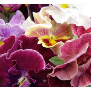 Stedmoderblomst. Viola x wittrockiana. Mixed. Fr.