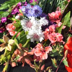 Blomsterblanding fr�. Blomsterpigens. XL pose. Til ca. 100 m2. Fr�