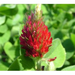 Blodklver. Trifolium incarnatum. Fr.