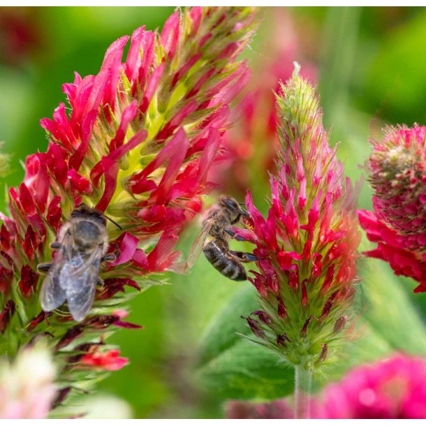 Blodklver. Trifolium incarnatum. Fr.