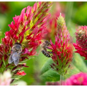 Blodklver. Trifolium incarnatum. Fr.