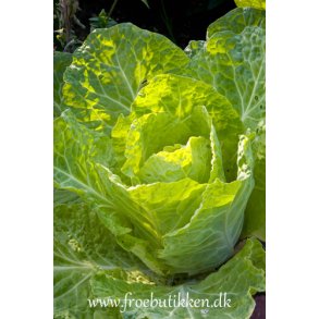 Savoykl. Bloemendaalse gele.  Brassica oleracea. kologisk. Fr