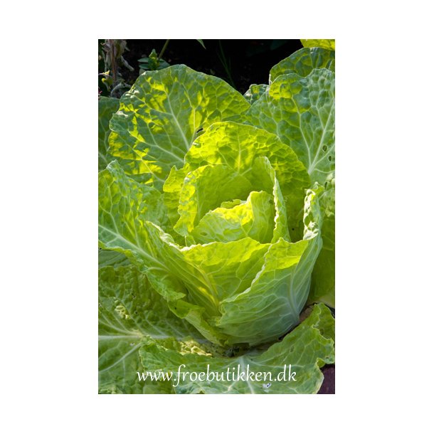Savoykl. Bloemendaalse gele.  Brassica oleracea. kologisk. Fr