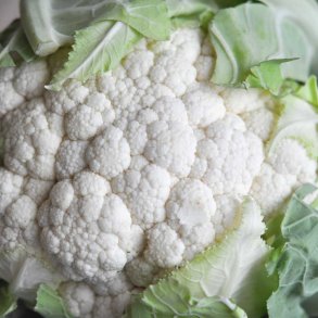 Blomkl. All year round. Brassica oleracea. Fr.