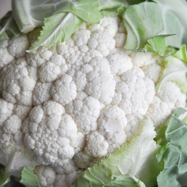 Blomkl fr. All year round. Brassica oleracea. Ca. 675 Fr.