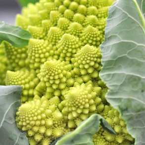 Blomk�l fr�/broccoli. Romanesco. Brassica oleracea Botrytis. Ca. 340 Fr�.