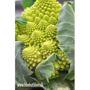 Blomkl/broccoli. Romanesco. Brassica oleracea Botrytis. Fr.