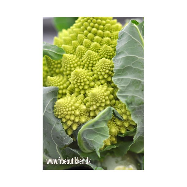 Blomkl/broccoli. Romanesco. ID1984-1401. Fr.