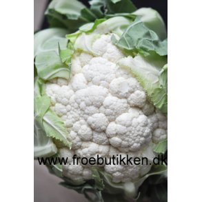 Blomkl. All year round. Brassica oleracea. Fr.