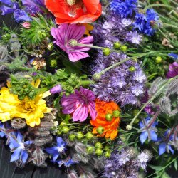 Blomsterblanding fr� til bier. XL pose. Til ca. 100 m2. Fr�