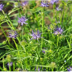 Alperapunsel. Phyteuma scheuchzeri. Fr