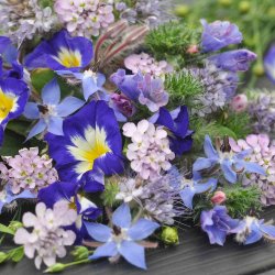 Blomsterblanding fr�. Blue collection. Fr�
